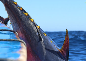 Mostra “Calar Tonnara. La pesca in attività fra Mediterraneo e Atlantico”