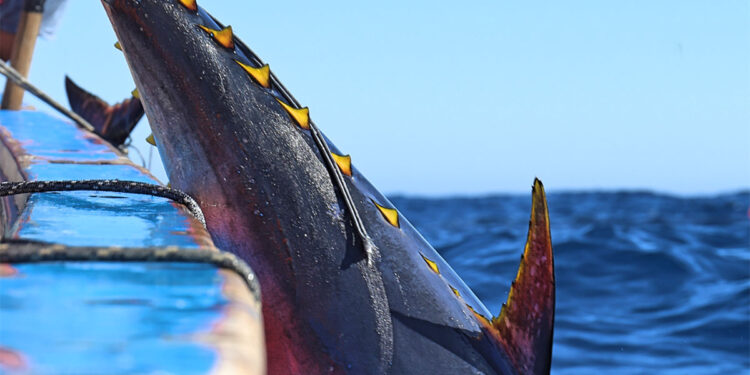 Mostra “Calar Tonnara. La pesca in attività fra Mediterraneo e Atlantico”