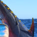 Mostra “Calar Tonnara. La pesca in attività fra Mediterraneo e Atlantico”