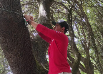 Fraser McConnell installa sensori su leccio