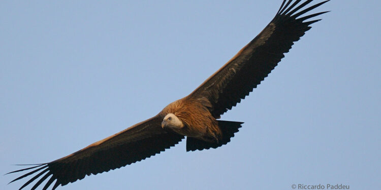 Grifone nel Parco di Porto Conte ad Alghero
