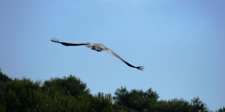 Grifone nel Parco di Porto Conte ad Alghero