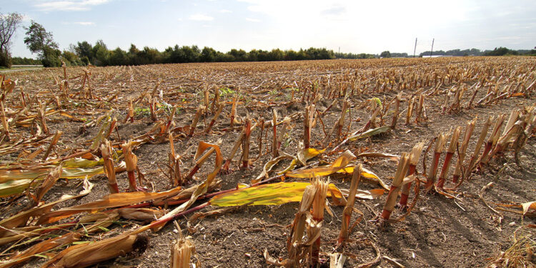 Siccità nei campi. ? Depositphotos