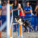 sport cinofili