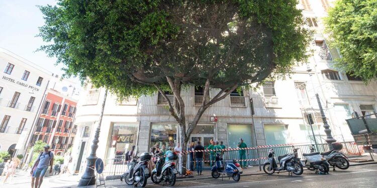 Cagliari, il Ficus di piazza Yenne angolo Corso V. Emanuele