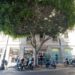 Cagliari, il Ficus di piazza Yenne angolo Corso V. Emanuele