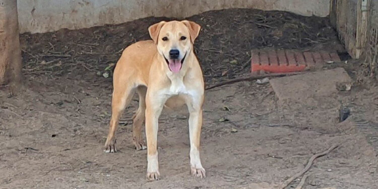 Canile Comunale di Cagliari: Kira