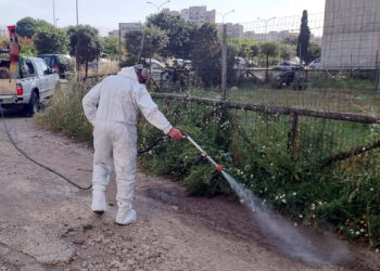 Disinfestazione blatte