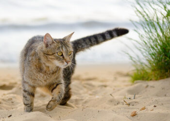 Gatto in spiaggia. 📷 Depositphotos