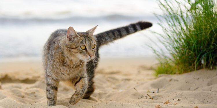 Gatto in spiaggia. ? Depositphotos