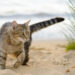 Gatto in spiaggia. ? Depositphotos