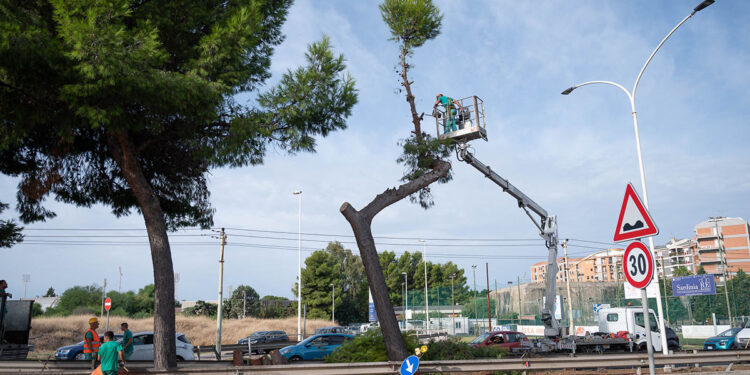 Messa in sicurezza del Pino in viale Campioni d'Italia a Cagliari