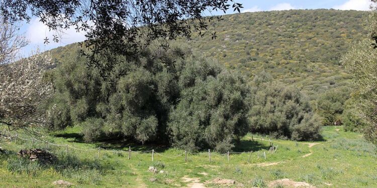 "S'Ozzastru" di Luras, considerato uno degli alberi più vecchi d'Italia. 📷 Gianni Careddu