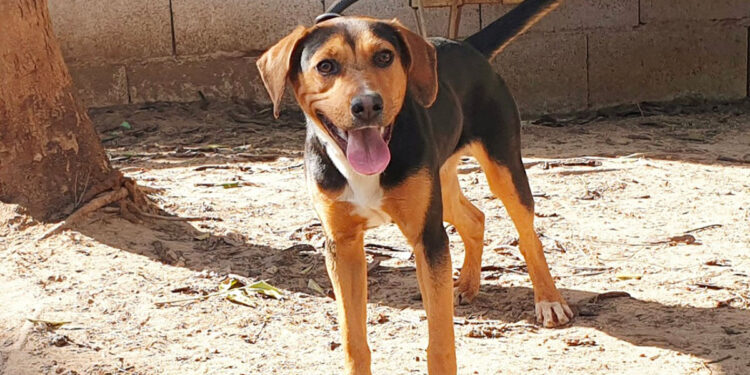 Tempesta nel Canile Cagliari