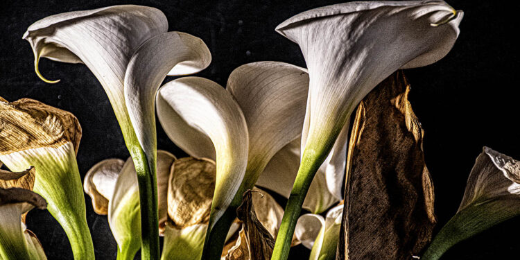 "Calle". ? Giovanni Coda