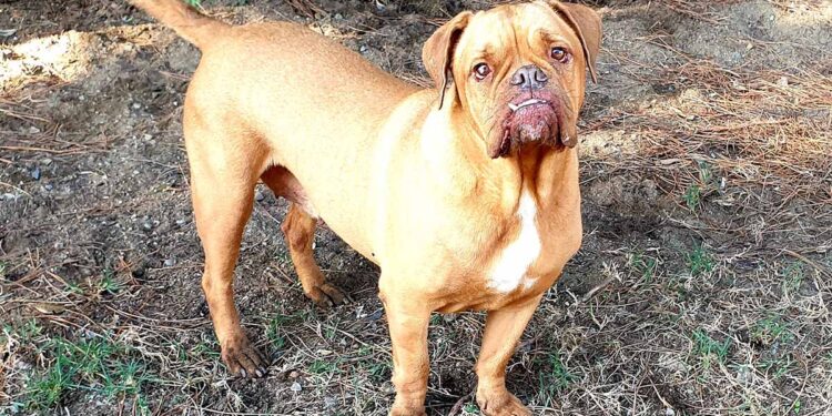 Canile Comunale di Cagliari: Luce