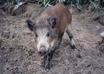 Cinghiale. ? Depositphotos