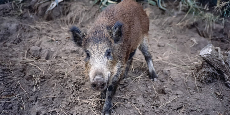 Cinghiale. ? Depositphotos