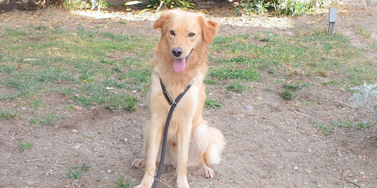 Homer al Canile Comunale di Cagliari