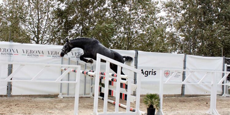 Una competizione ippica Agris