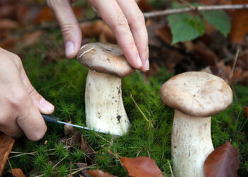 Raccolta funghi. 📷 Depositphotos