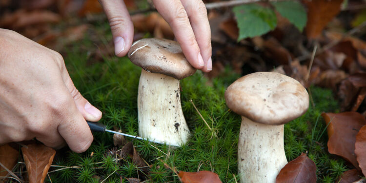 Raccolta funghi. 📷 Depositphotos