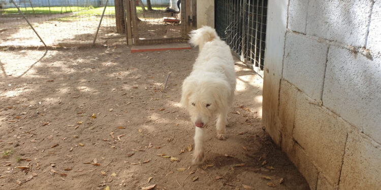 Amanda al Canile Comunale di Cagliari