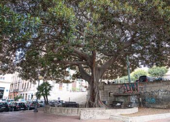 Cagliari, Ficus macrophylla