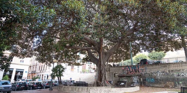 Cagliari, Ficus macrophylla