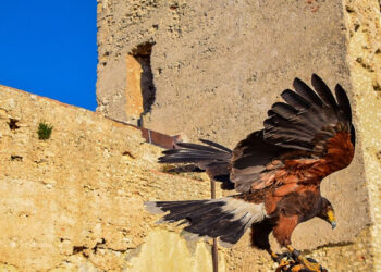 Cagliari, un falco al Castello di San Michele