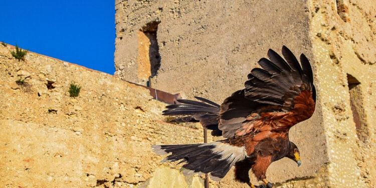 Cagliari, un falco al Castello di San Michele