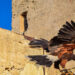 Cagliari, un falco al Castello di San Michele