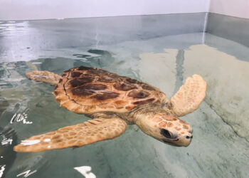 La tartaruga Caretta Caretta Valentino