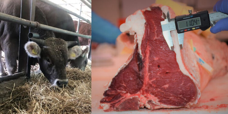 Allevamento e Analisi qualità - Progetto Probovis