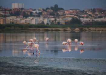 Fenicotteri rosa a Cagliari. ? Depositphotos