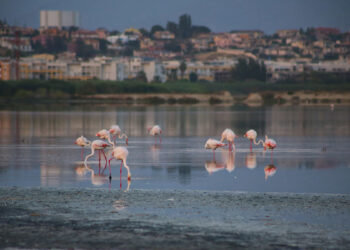 Fenicotteri rosa a Cagliari. 📷 Depositphotos