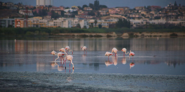 Fenicotteri rosa a Cagliari. 📷 Depositphotos