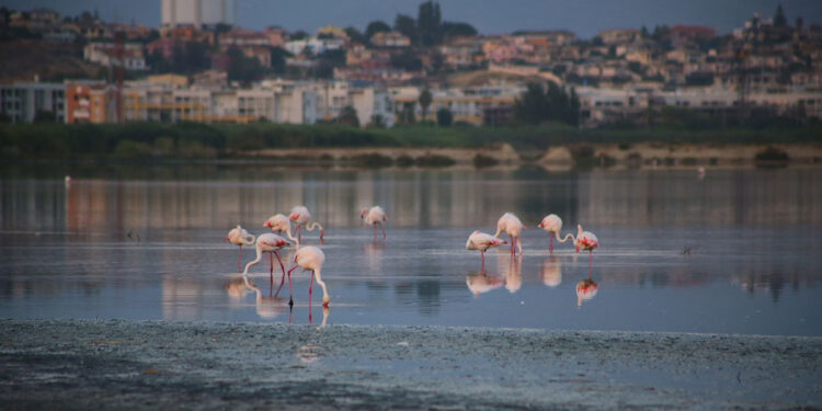 Fenicotteri rosa a Cagliari. ? Depositphotos