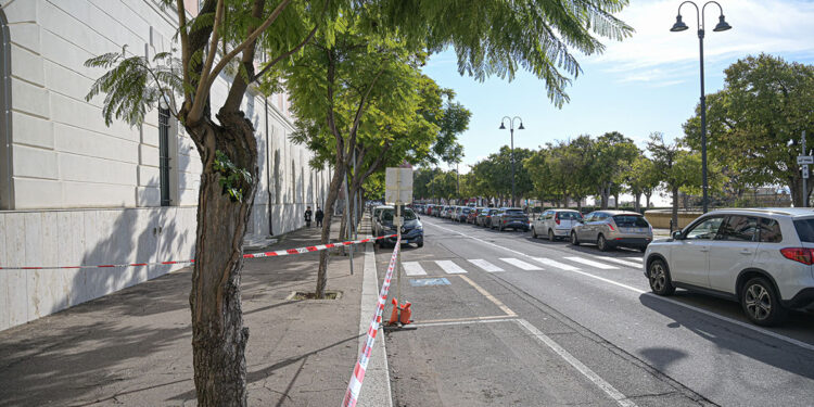 Jararanda mimosifolia viale Buon Cammino Cagliari
