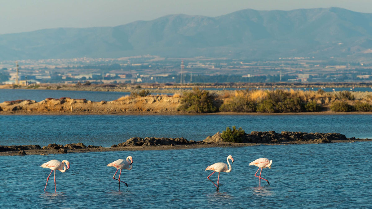 Saline Conti Vecchi, Assemini (CA). ? Andrea Mariniello | © FAI - Fondo Ambiente Italiano