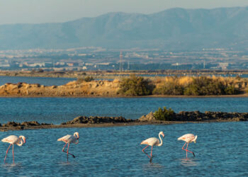 Saline Conti Vecchi, Assemini (CA). ? Andrea Mariniello | © FAI - Fondo Ambiente Italiano