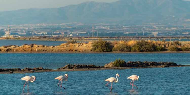 Saline Conti Vecchi, Assemini (CA). ? Andrea Mariniello | © FAI - Fondo Ambiente Italiano