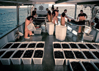 Cozze Nieddittas del Golfo di Oristano