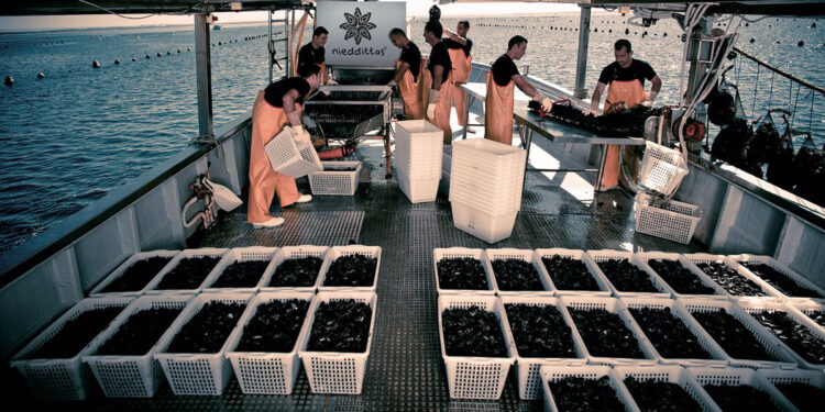 Cozze Nieddittas del Golfo di Oristano