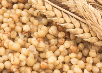 Grano cotto. ? Depositphotos