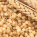 Grano cotto. ? Depositphotos