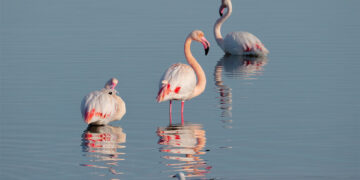 Fenicotteri rosa a Cagliari. ? Depositphotos