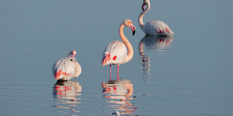 Fenicotteri rosa a Cagliari. ? Depositphotos
