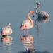 Fenicotteri rosa a Cagliari. ? Depositphotos