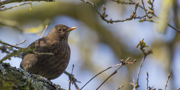 Merla. ? Depositphotos